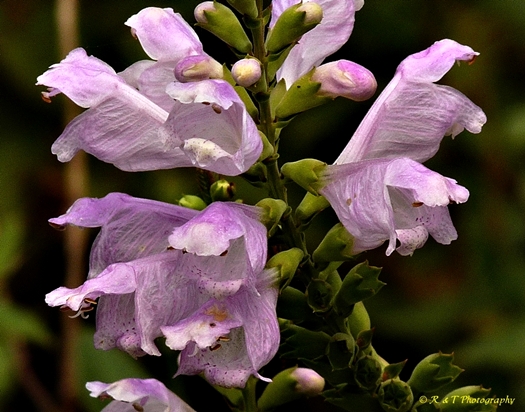 {Physostegia virginiana ssp. praemorsa}